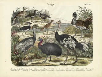Birds